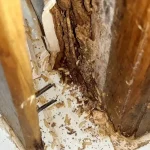 Đánh giá cửa phòng ngủ gỗ tự nhiên bị mối ăn mục rớt cánh nguy hiểm.