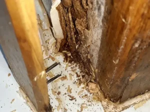 Đánh giá cửa phòng ngủ gỗ tự nhiên bị mối ăn mục rớt cánh nguy hiểm.