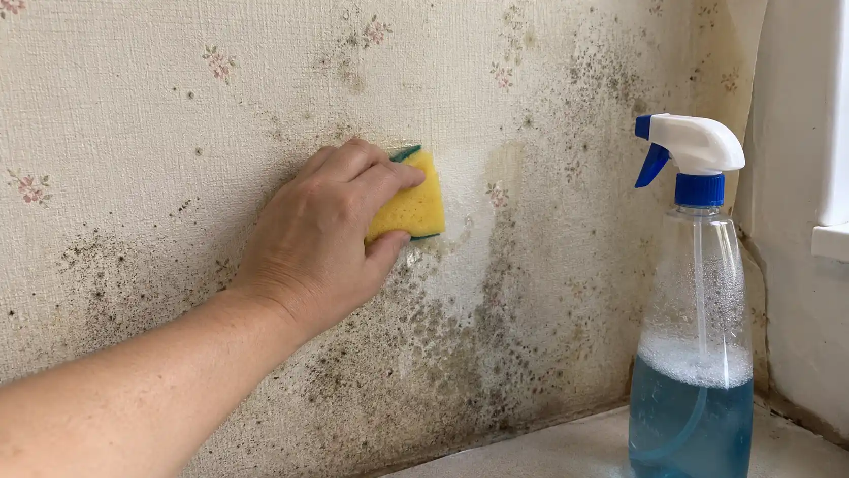 Mẹo lau chùi vết mốc trên giấy dán tường tại nhà