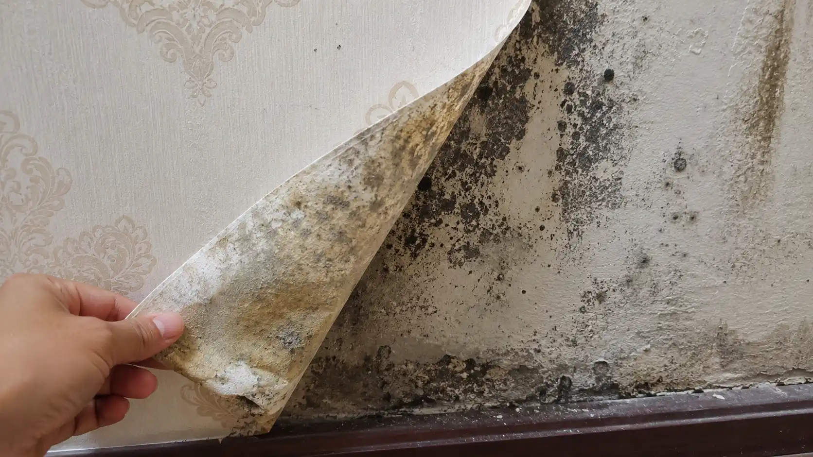 Tường bị thấm ẩm gây mốc giấy dán tường từ bên trong