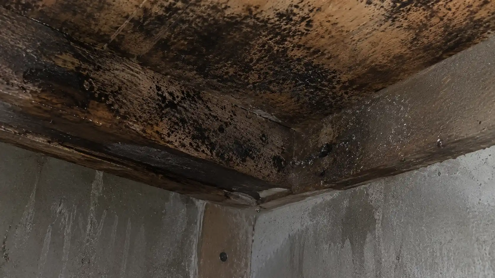 Tình trạng trần gỗ nhà yến bị ẩm mốc đen do độ ẩm phun sương cao