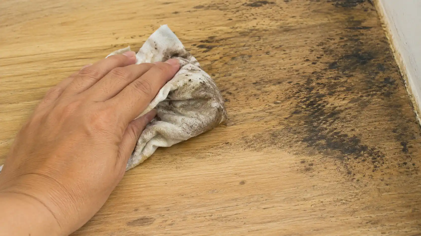 Rễ nấm mốc ăn sâu vào lõi gỗ không thể lau sạch